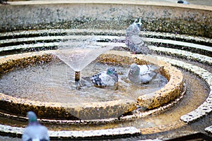 Pigeons bathing in circular water fountain in Victory, Victoria, Victoriei Square