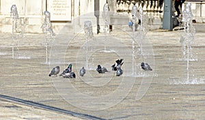 Pigeons bathing between water fountains