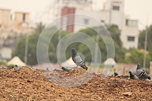 Pigeons bird dove sky land