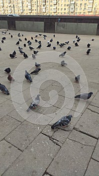 Pigeons birds city urban flockofbirds