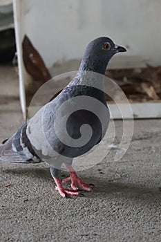 Pigeons are birds in the Columbidae family.