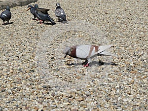 Pigeons birds feathers animals beak food message photo