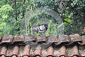 Birds, pigeons on the roof