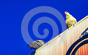 Pigeons birds sitting on the roof in Puerto Escondido Mexico