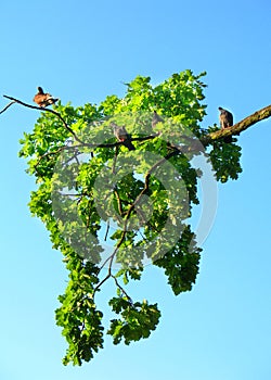 Pigeons birds of the world are sitting on a big beautiful green branch against a blue sky on a Sunny day. bottom view.