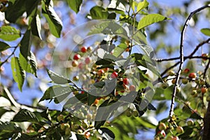 Palomas cortar robar casi maduro cerezas cereza 