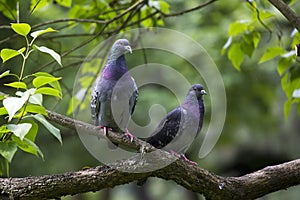 Pigeons on the branch