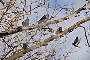 Pigeons on the branch photo