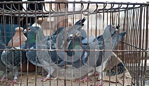 Pigeons in cage at market stall