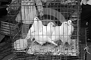 Pigeons in the cage