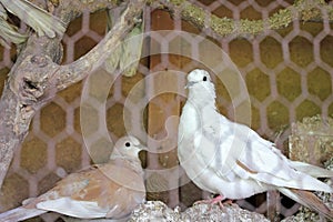 Pigeons in a cage