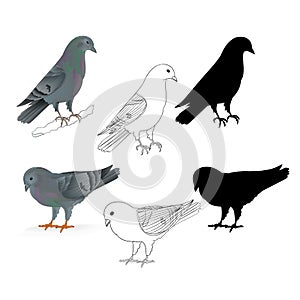 Pigeons Carriers domestic breeds sports birds natural and outline and silhouette vintage set set four vector animals illustrati