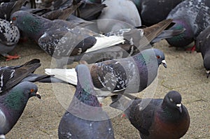 Pigeons in the city area