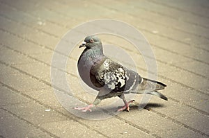 Pigeons in the city area