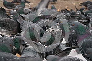 Pigeons, city birds