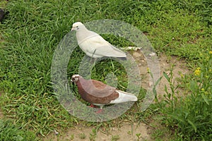 Pigeons in the city of Korolev, Moscow Region.