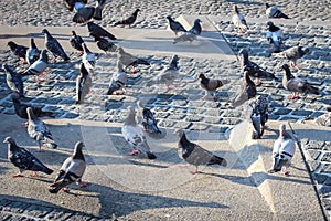 Pigeons in the city square. Urban birds on the cobbled square.