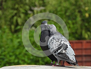 pigeons cleaning its beaks