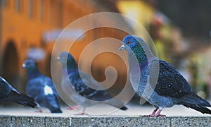 Pigeons close up at Piata Sfatului - Council Square in downtown of Brasov