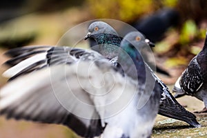 Pigeons in closeup