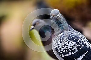 Pigeons in closeup