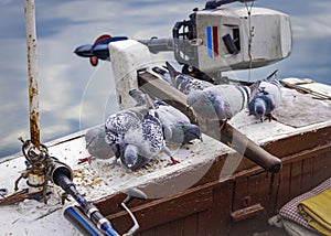 Pigeons competing for grain in the stern of a motor boat