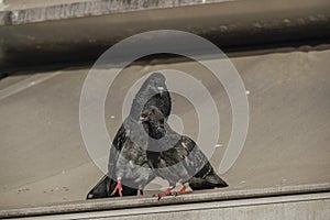 Pigeons cooing and the male is courting the female