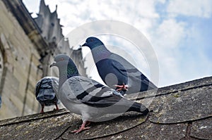 Pigeons in the courtyard of a mosque