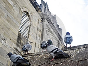 Pigeons in the courtyard of a mosque