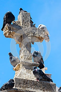 Pigeons on cross