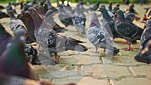 Pigeons crowd. City dove in the park