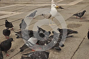 Pigeons donated to St. Mark`s Square in Venice