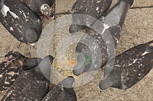 Pigeons donated to St. Mark`s Square in Venice