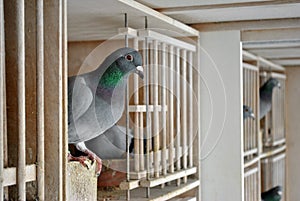 Pigeons in a dovecote