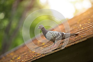 Pigeons and doves bird roosting on the roof