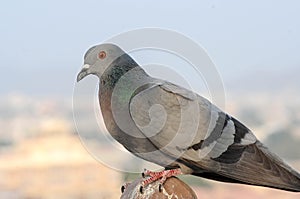 Pigeons and doves constitute the bird family Columbidae