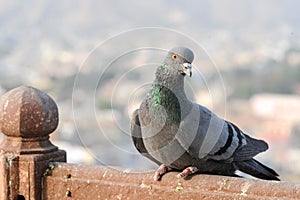 Pigeons and doves constitute the bird family Columbidae