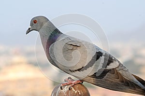 Pigeons and doves constitute the bird family Columbidae