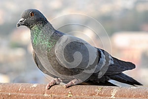 Pigeons and doves constitute the bird family Columbidae