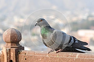 Pigeons and doves constitute the bird family Columbidae