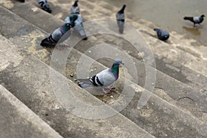 Pigeons and doves constitute the bird family Columbidae and the