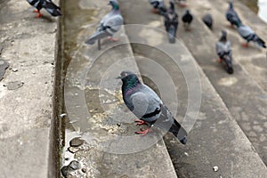 Pigeons and doves constitute the bird family Columbidae and the