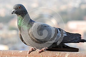 Pigeons and doves constitute the bird family Columbidae