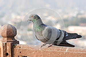 Pigeons and doves constitute the bird family Columbidae