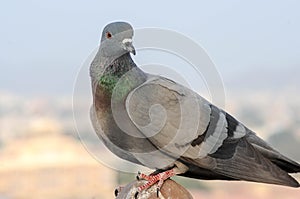 Pigeons and doves constitute the bird family Columbidae