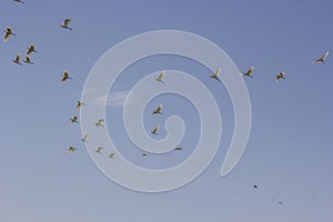 Pigeons and Doves flying in the sky