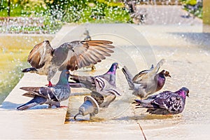 Pigeons drink water at the fountain and look for coolness on a hot day_