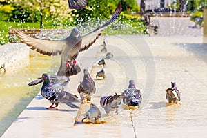 Pigeons drink water at the fountain and look for coolness on a hot day_