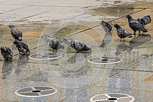 Pigeons drink water from an idle urban fountain