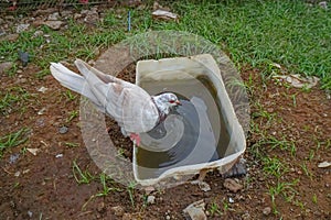 pigeons drink water from a plastic tub